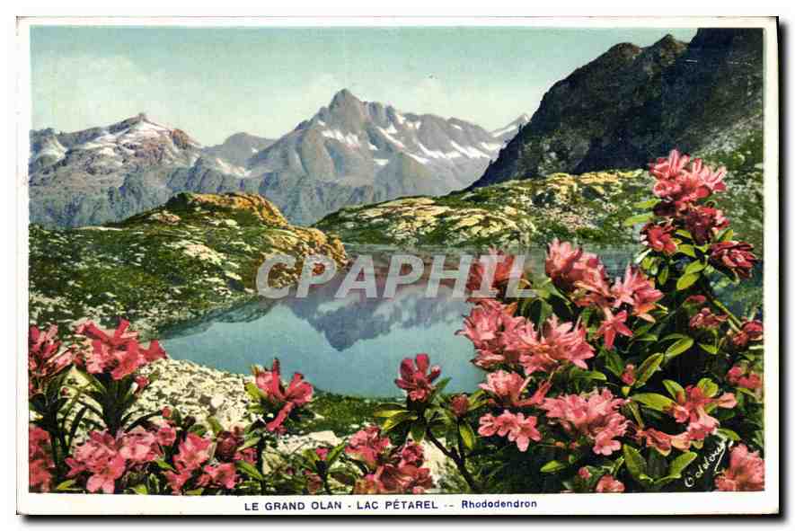 CPA Le Grand Olan Lac Petarel Rhododendron 