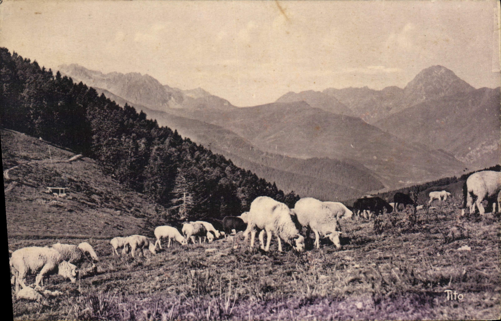 Der ASPIN-PASS (1497 m.) — Schafe grasen — Tito