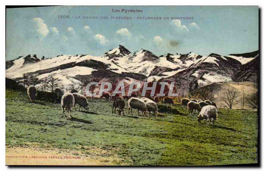 CPA Les Pyrenees La Chaine des Pyrenees Paturages en Montagne Moutons