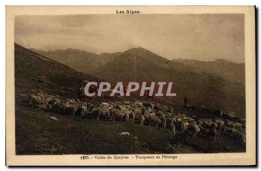 Vallée du Queyras — Troupeaux au pâturage — CPAPHIL n°1227