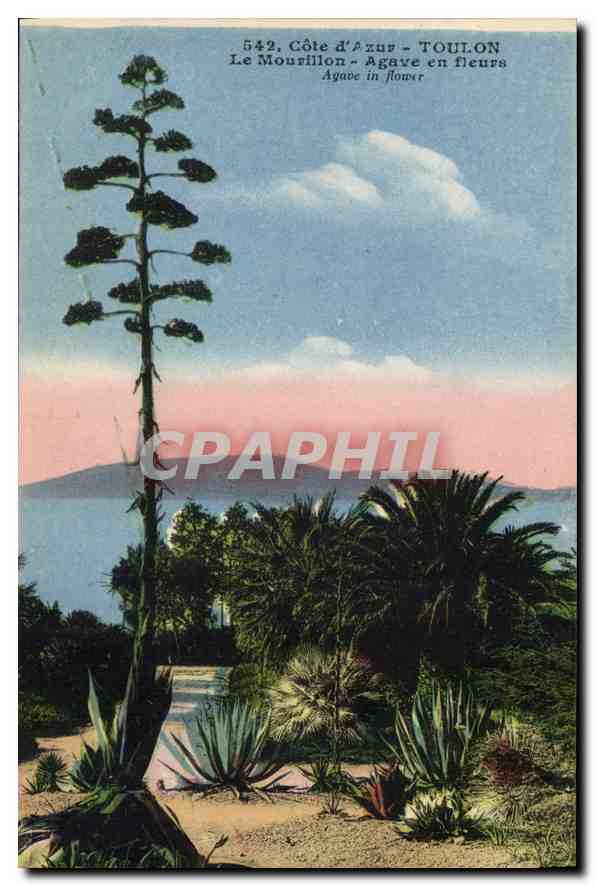 CPA Cote d'Azur Toulon le Mourillon agave en fleurs 