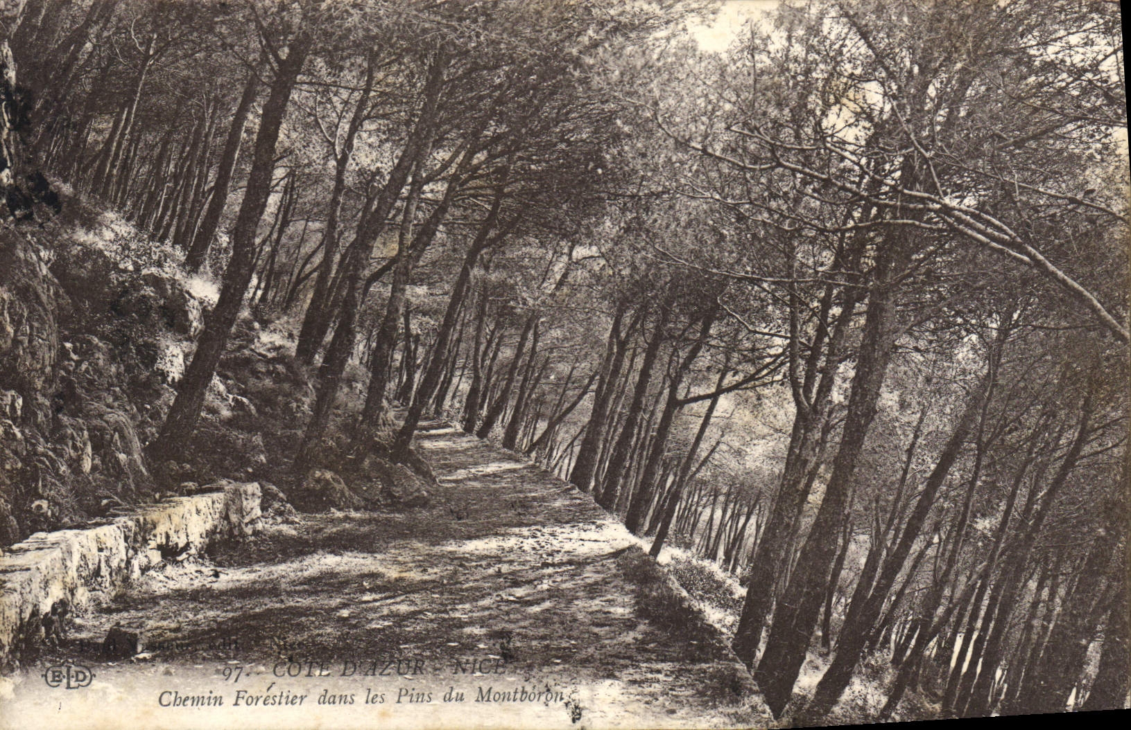 CPA Cote d'Azur Nice Chemin Forestier dans les Pins du Montboron 