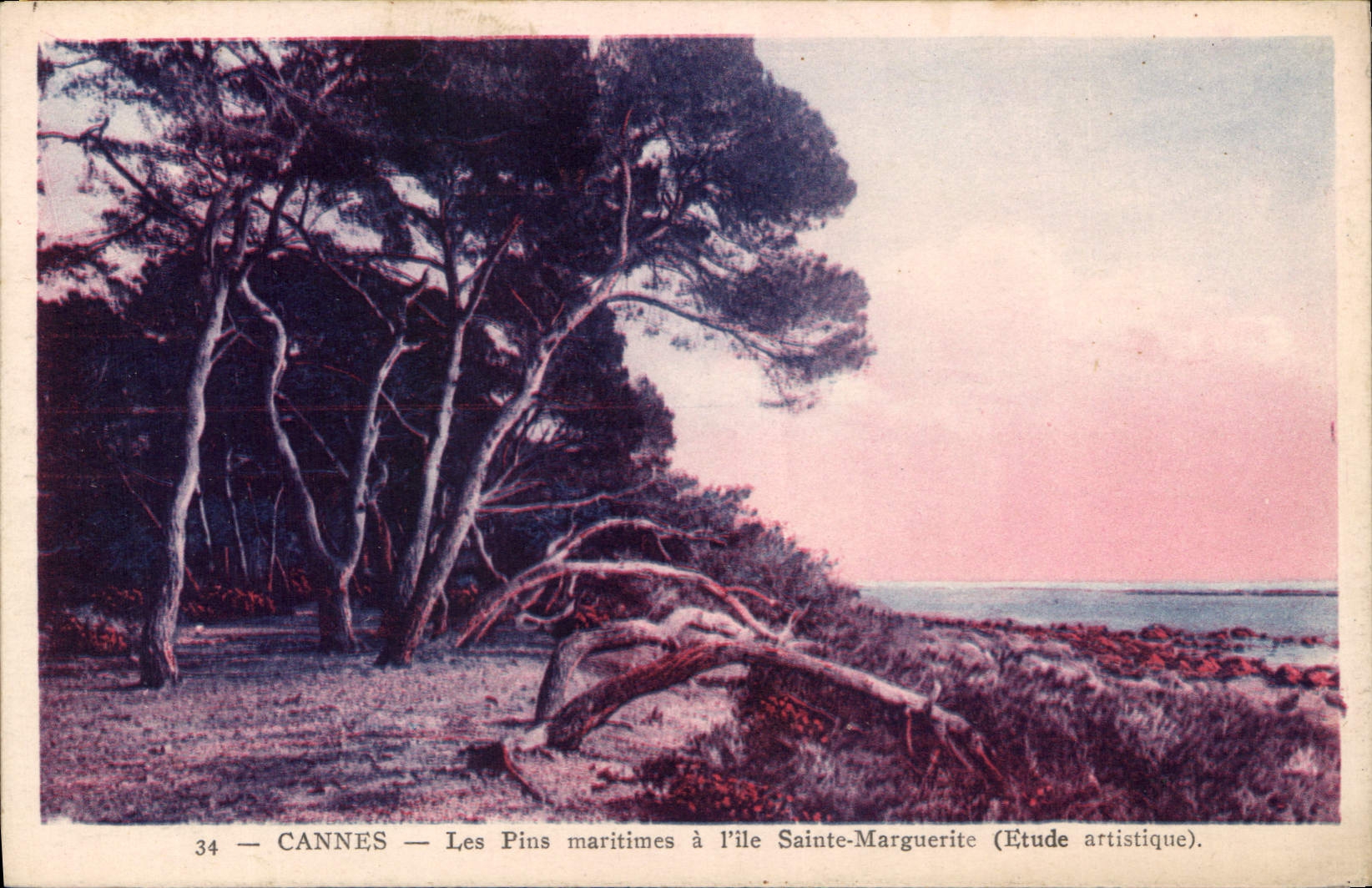 CANNES — Les Pins maritimes à l'île Sainte-Marguerite (Étude artistique).