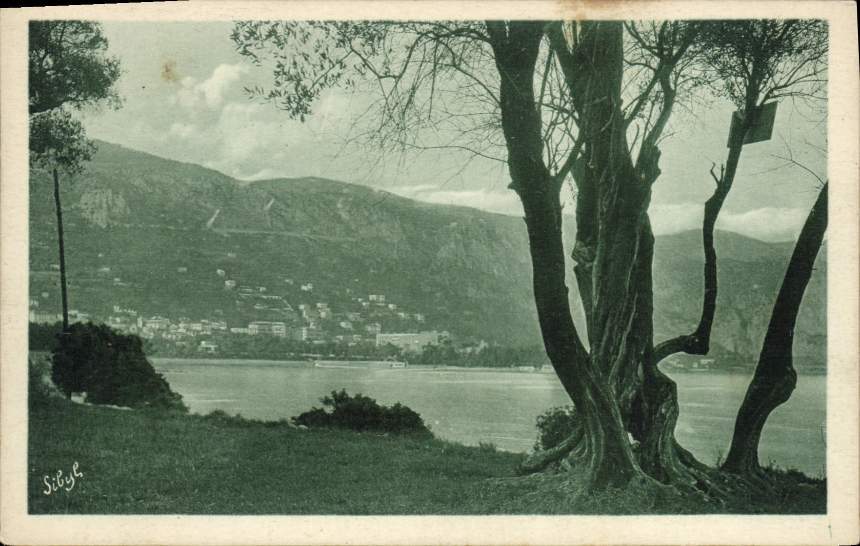 CPA Beaulieu A travers les Olivers du Cap Ferrat 