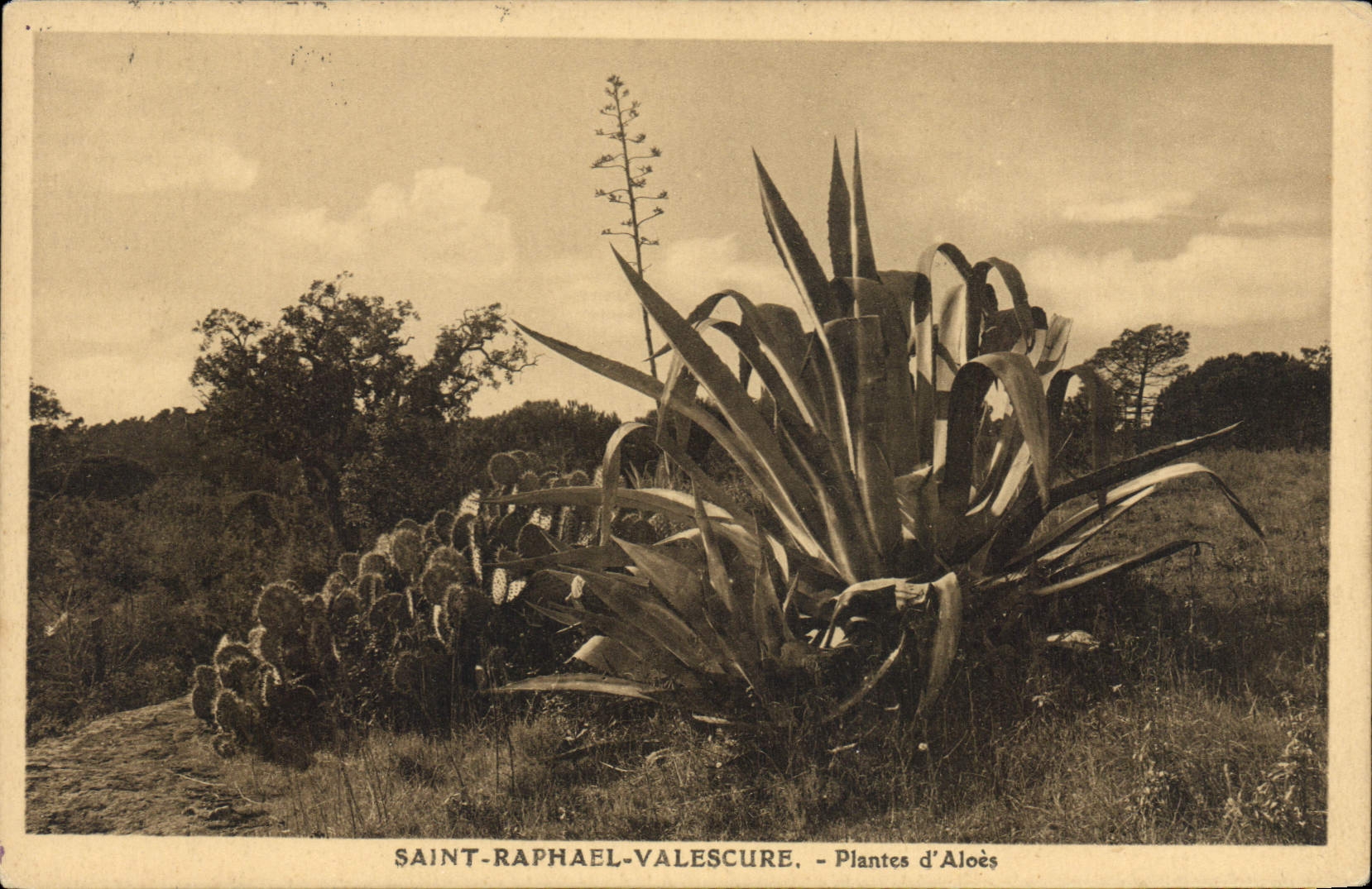 CPA Saint Raphael Valescure Plantes d'Aloes 