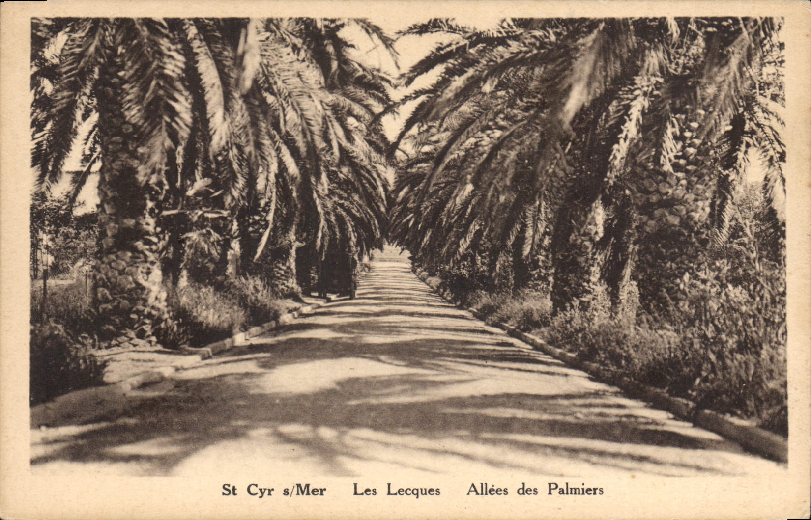 CPA St Cyr Mer Les Lecques Allees des Palmiers 
