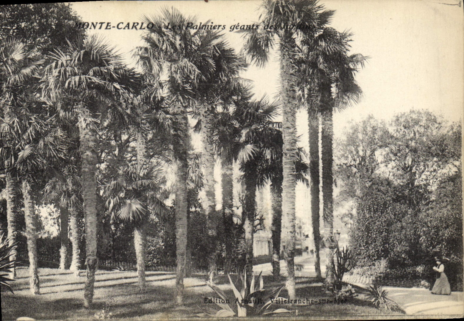 CPA Monte Carlo Les Palmiers geants 