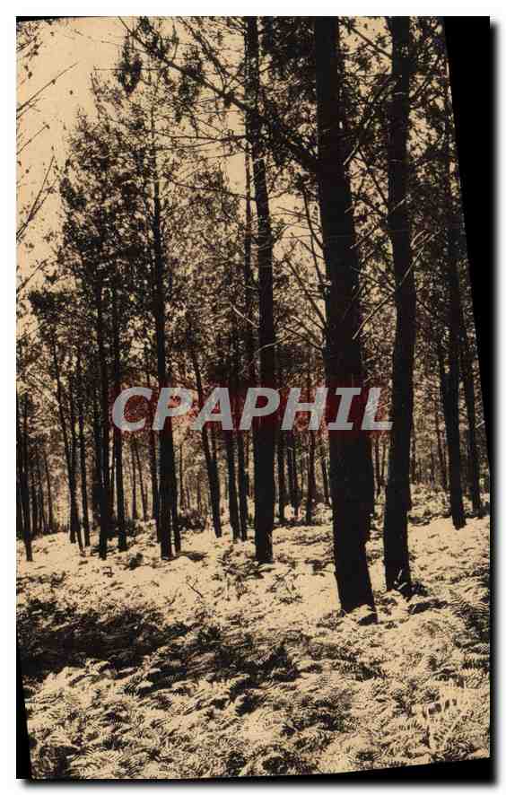 CPA Landes de Gascogne les Fougeres l'ete 