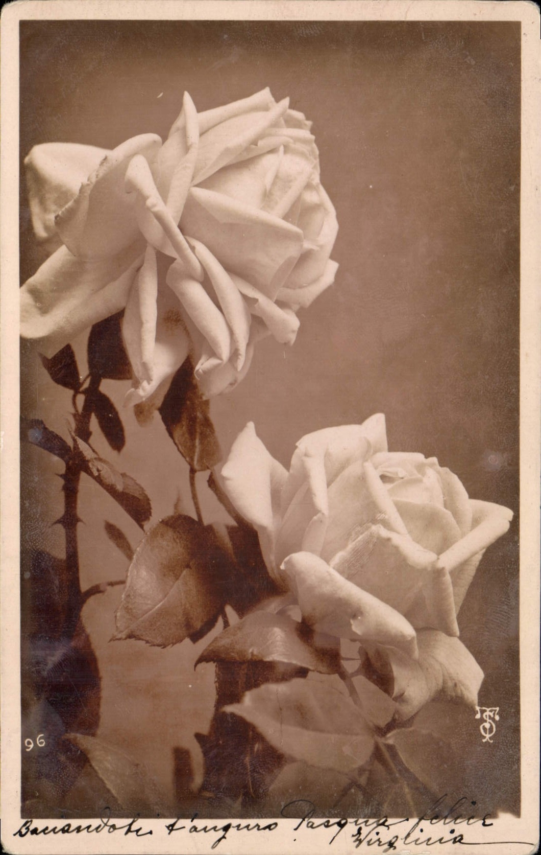 Deux roses blanches — phototypie — éditeur inconnu, n° 96
