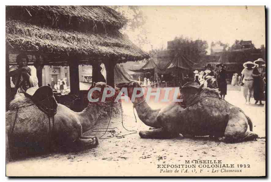 CPA Marseille Exposition Coloniale 1922 Palais de l'AOF les Chameaux 