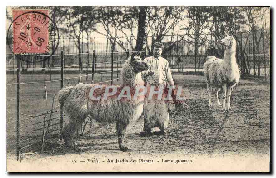 Paris — Au Jardin des Plantes — Lama guanaco