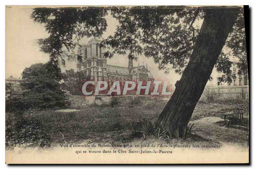 CPA Paris Vue d'ensemble de Notre Dame prise au pied de l'Acacia plusieurs fois centenaire qui se tr