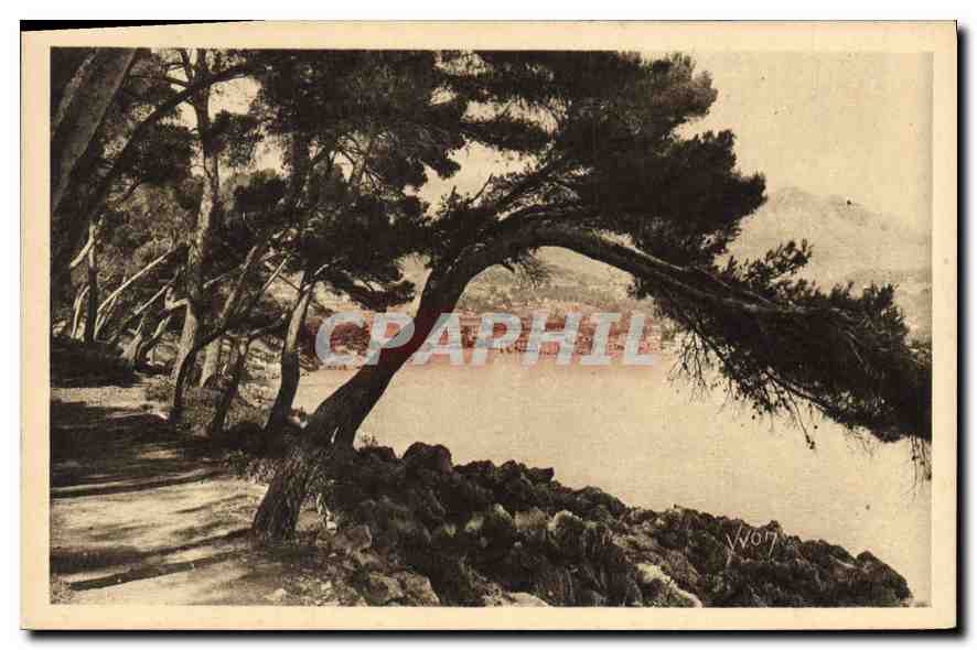CPA La Douce France Cote d'Azur Menton Cap Martin Sentier dans la Pinede 