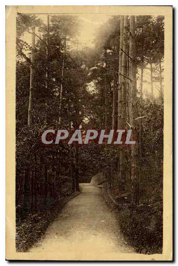 CPA St Honore les Bains Nievre Allee de  Sapins dans de Parc 