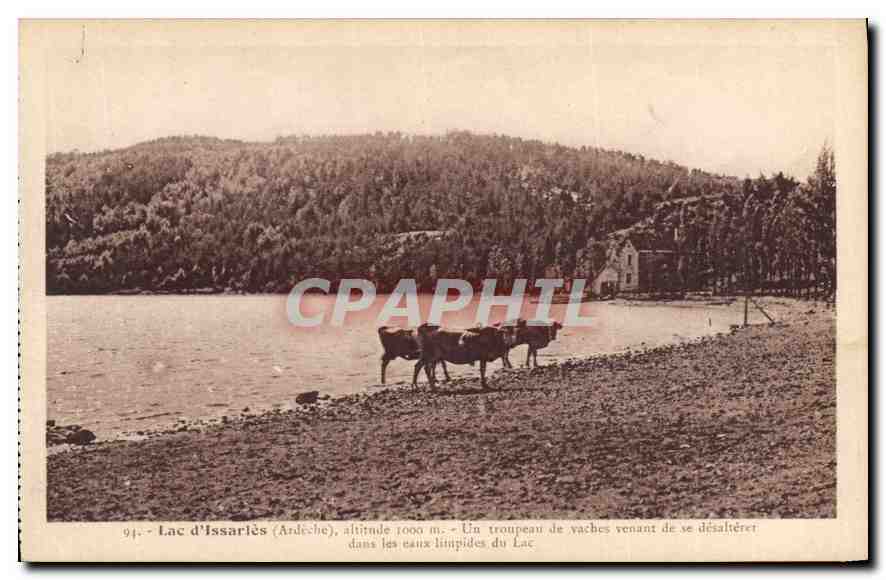 Lac d'Issarlès (Ardèche) — altitude 1000 m — troupeau de vaches se désaltérant — Éditions artistiques Haoud-Carré