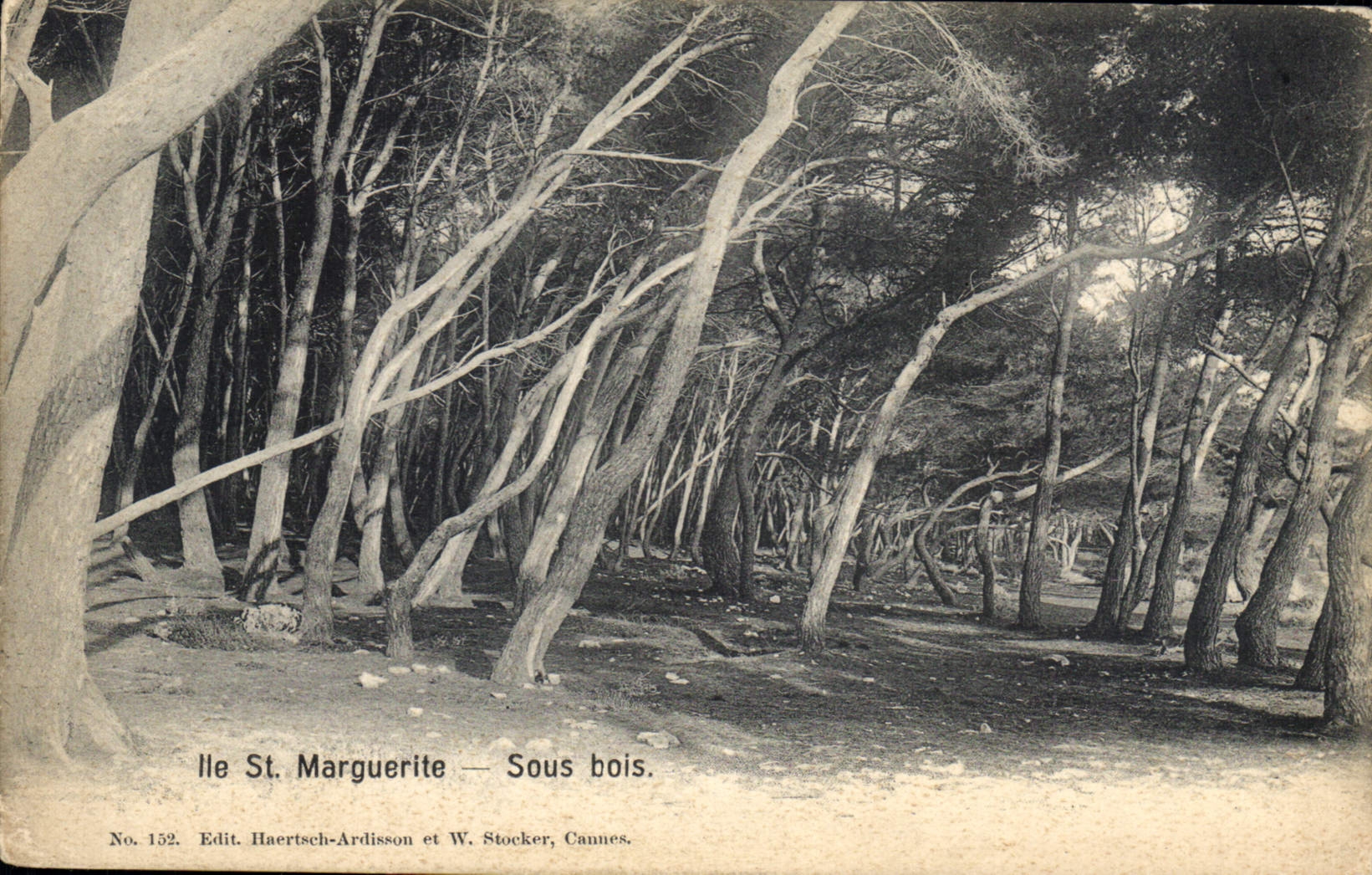Ile St. Marguerite — Sous bois — Edit. Haertsch-Ardisson et W. Stocker, Cannes, No. 152