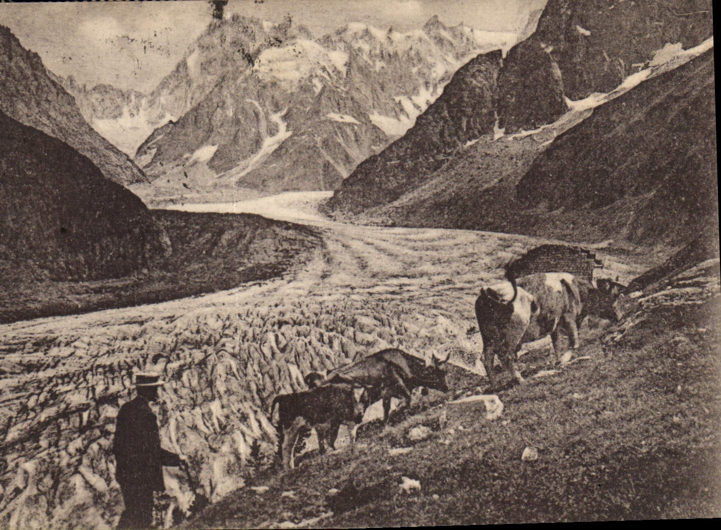 CPA Chamonix Mont Blanc Hte Savoie La Mer de Glace et paturages Vaches