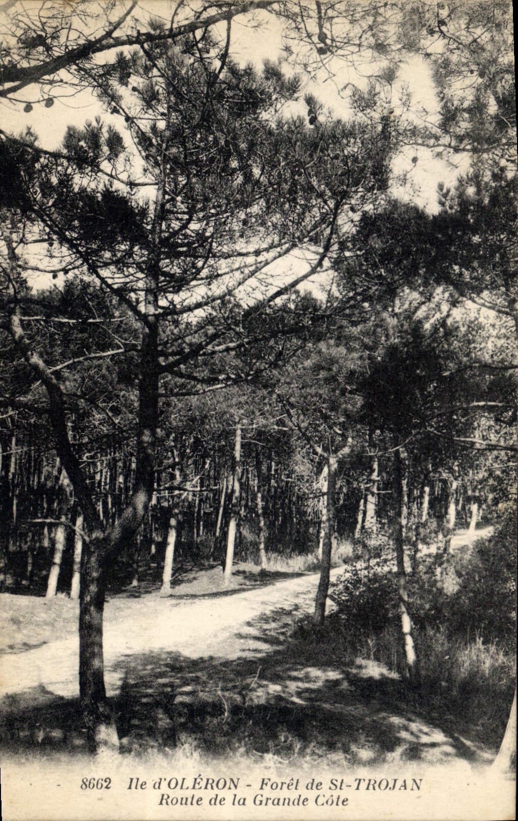 CPA Ile d'Oleron Foret de St Trojan Route de la Grande Cote 