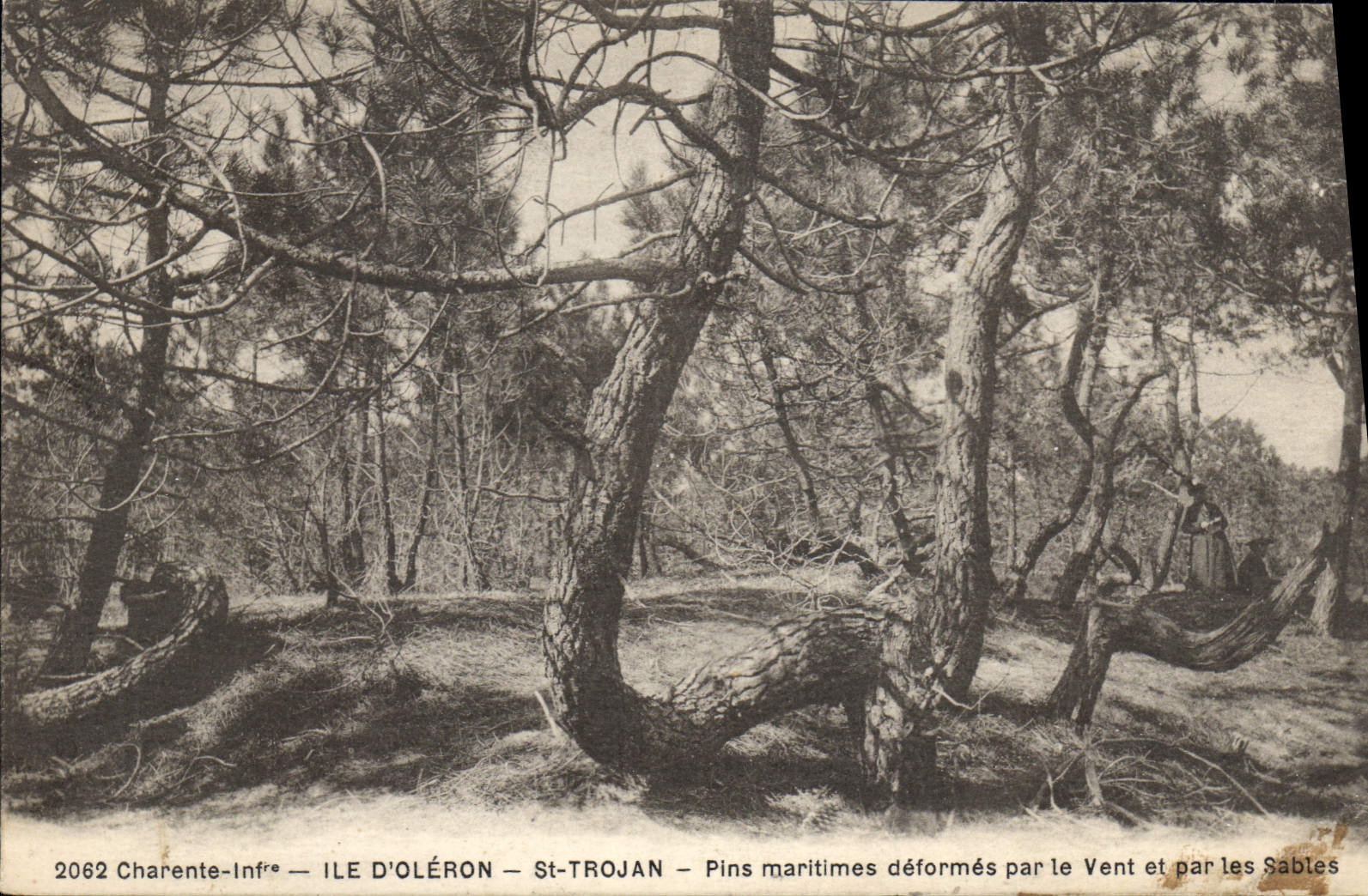 CPA Charente Inf Ile d'Oleron St Trojan Pins maritimes deformes par le Vent et par les Sables 