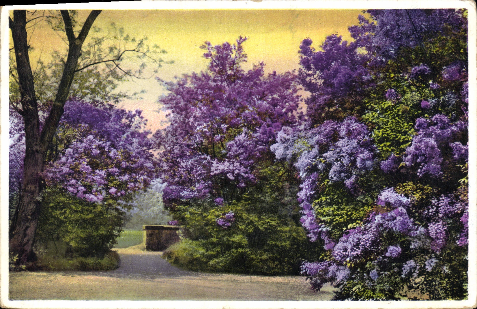 Vues de lilas en fleurs — Photocromie série 418 n° 5426
