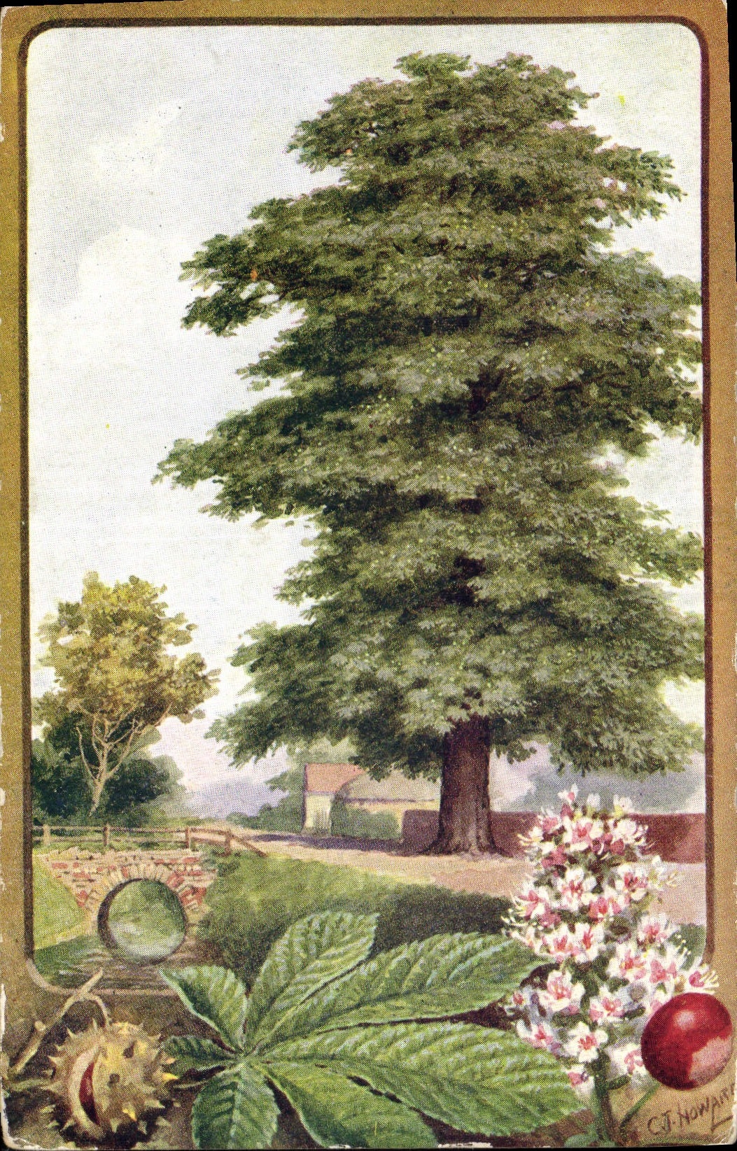 Horse Chestnut — Arésculus Hippocastanum — dessin de C.T. Howard, série Salmon Trade Mark