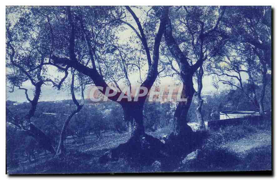 CPA Arbres