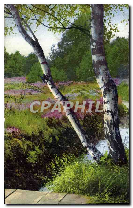 CPA Arbre