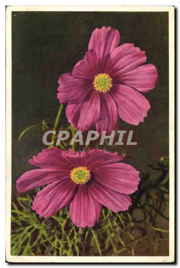 CPA Fantaisie Fleurs Cosmea