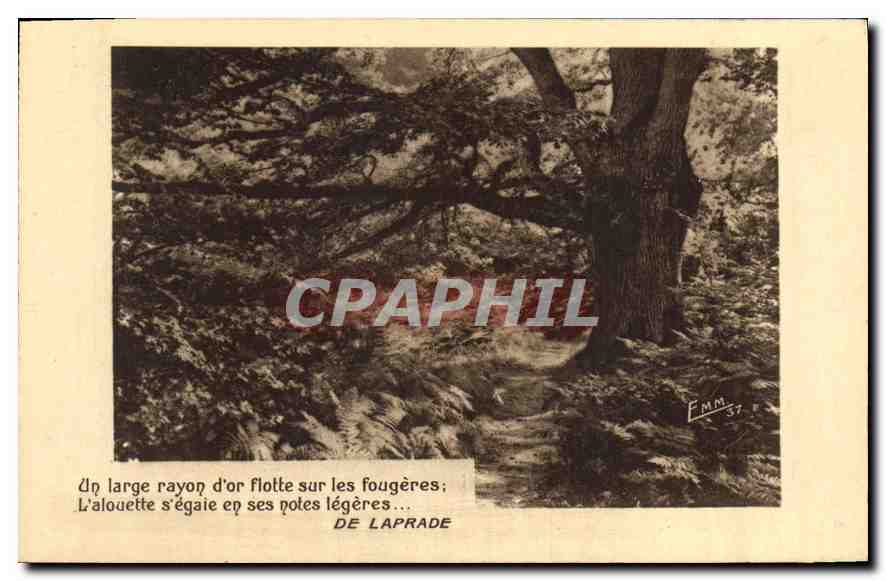 CPA Arbre De Laprade