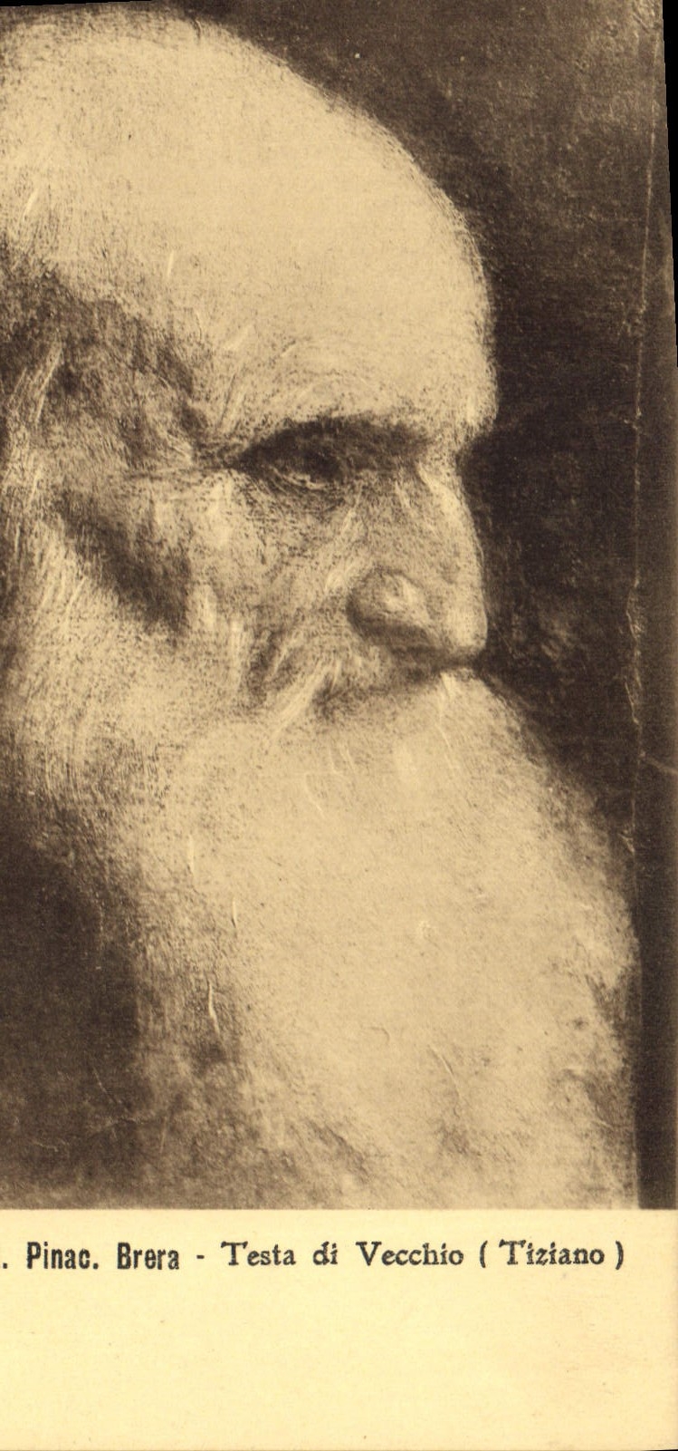 CPA Pinac Brera Testa di Vecchio Tiziano 