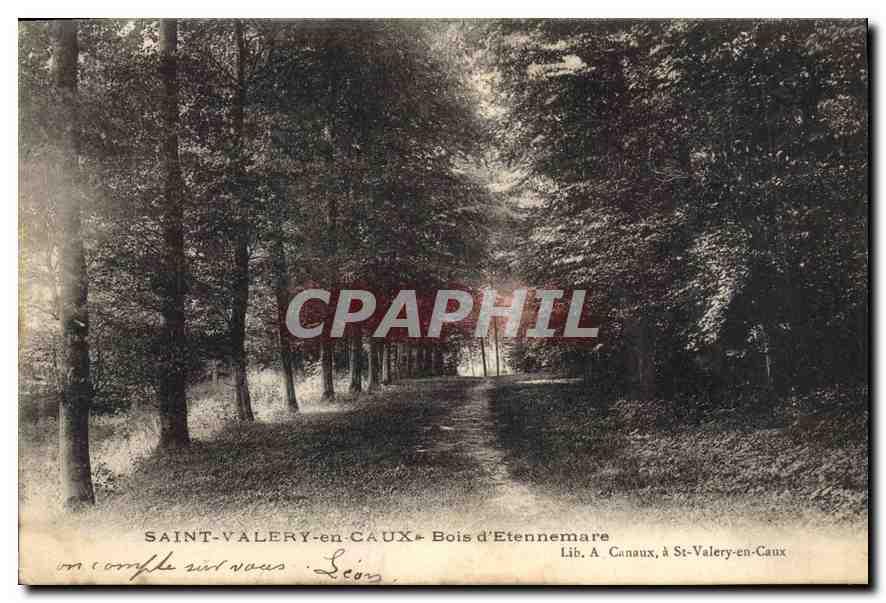 CPA Saint Valery en Caux Bois d'Etennemare 