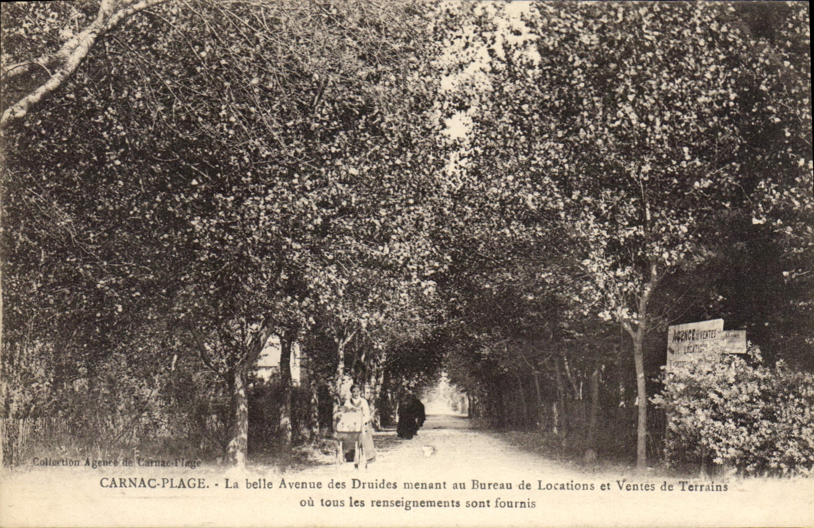 CPA Carnac Plage Le belle Avenue des Druides menant au Bureau de Location et Ventes Terrains 