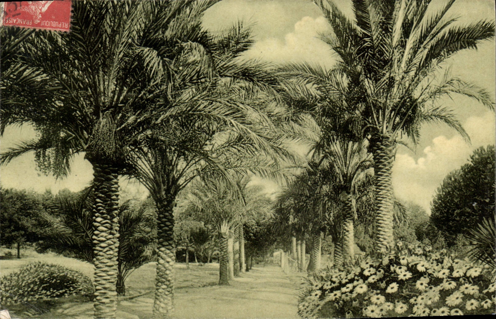CPA Nice Promenade du chateau Allee des Palmiers 