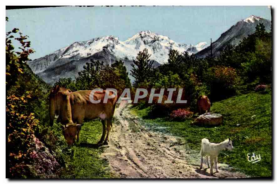 CPA Images de Chez Nous Les Hotes de Nos Montagnes Vaches