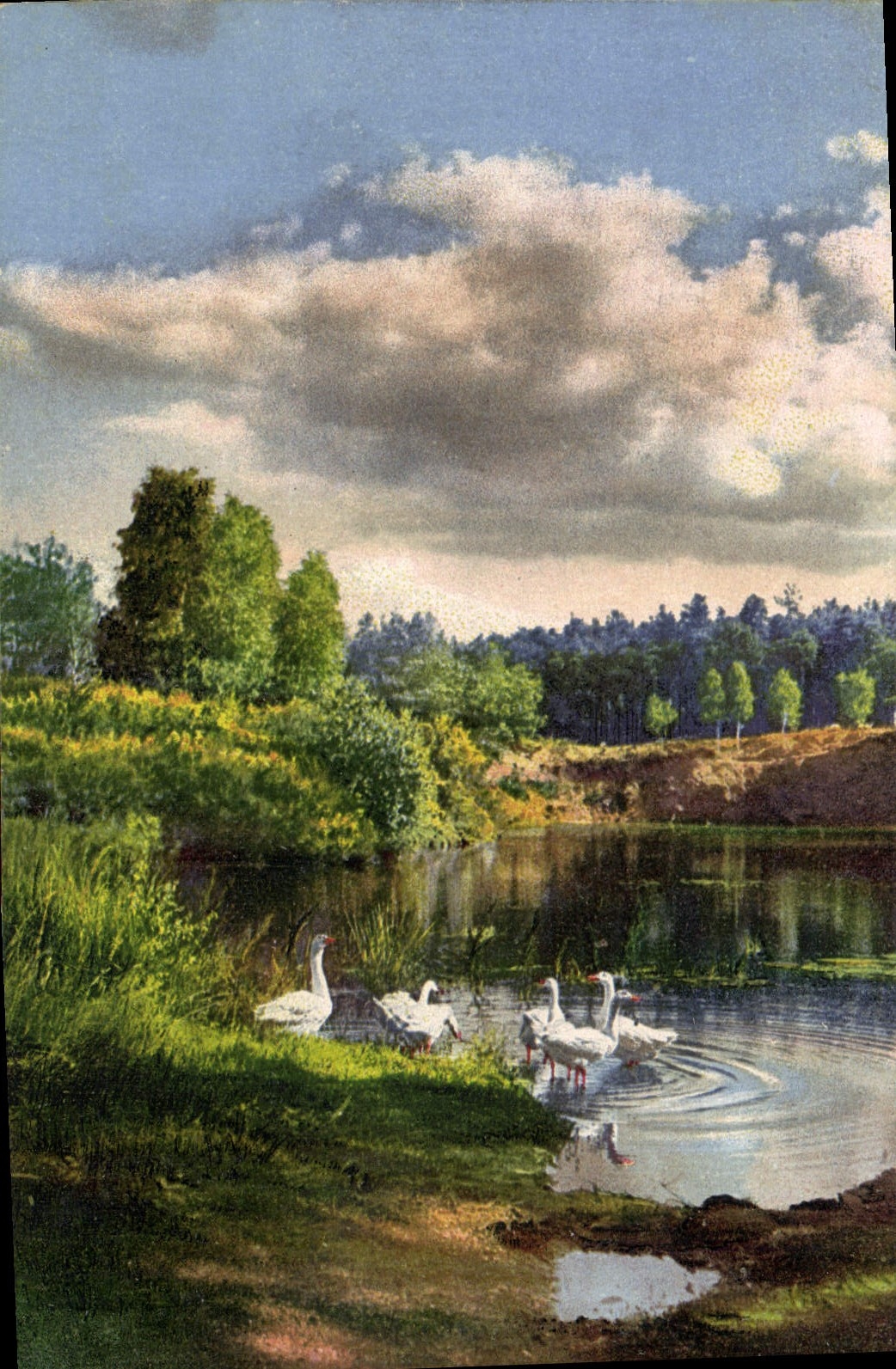 Group of geese by a pond — landscape — Photochromie Serie 263 Nr. 4132