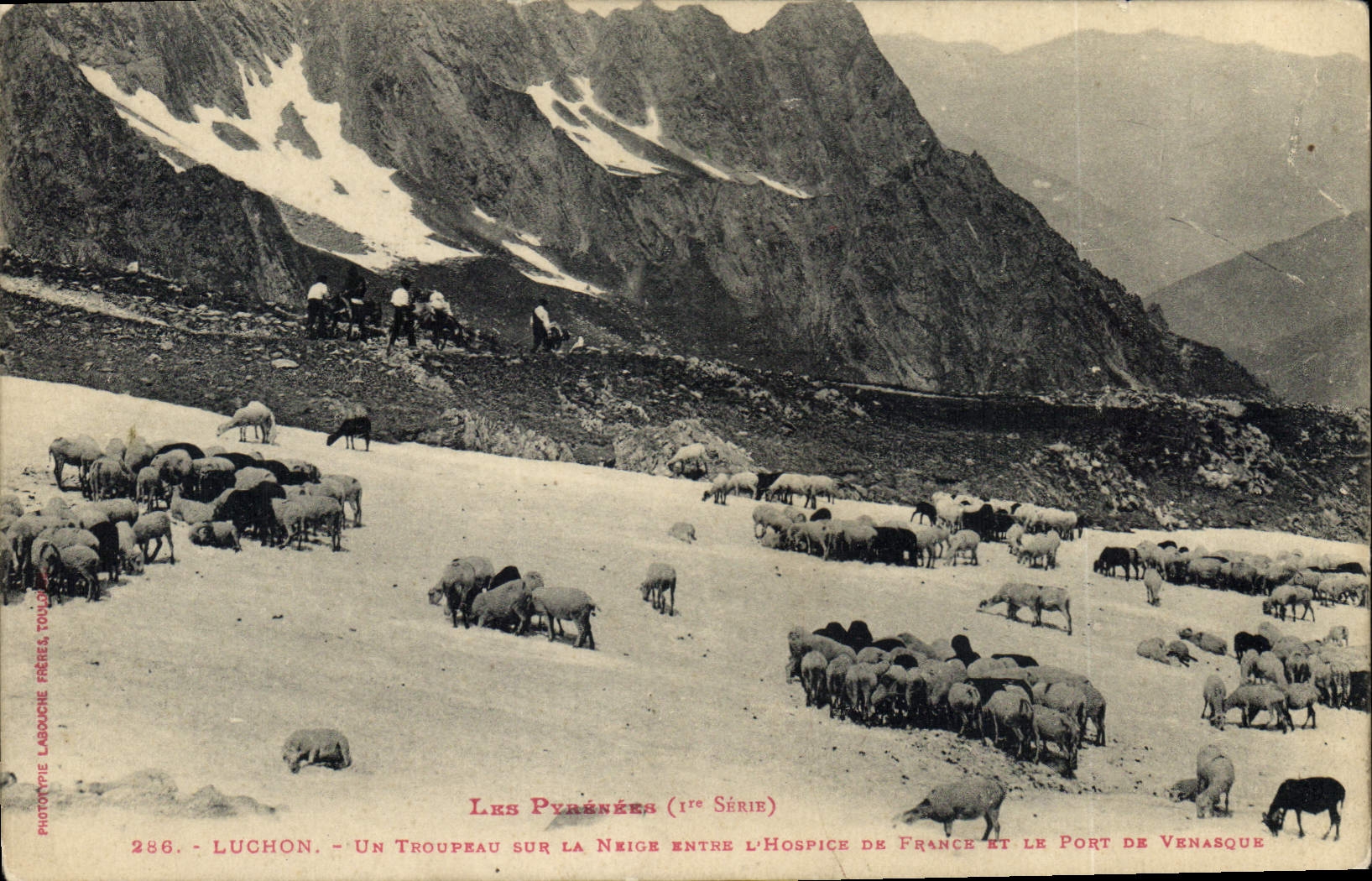 Luchon — Un troupeau sur la neige entre l'hospice de France et le port de Venasque — Phototypie Lasguche Frères, n°286