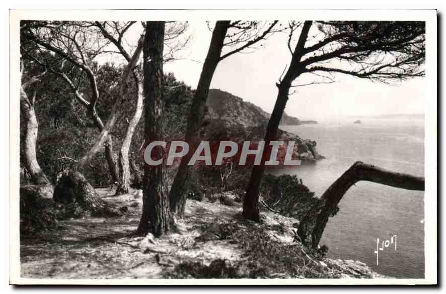 CPA La Cote d'Azur Porquerolles Les pins d'Alep 