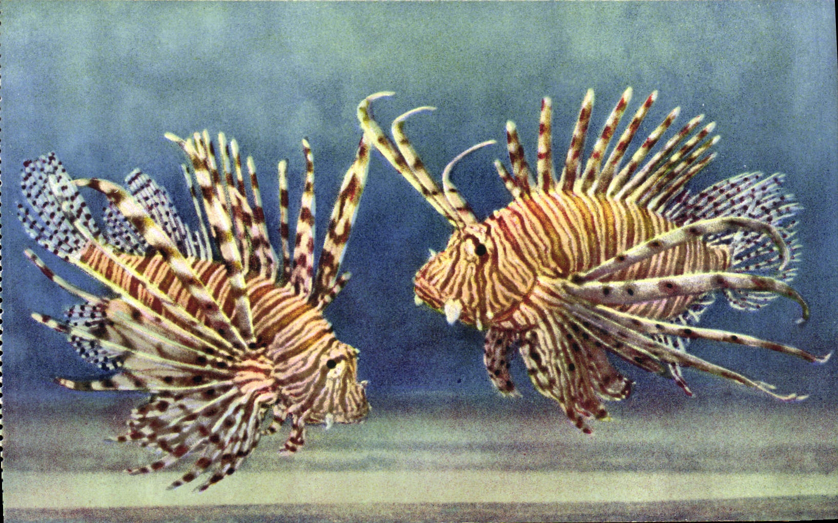 CPA Aquarium de Monaco Cliche Trabut Propriete exclusive du Musee Oceanographique Pterois Exotique L