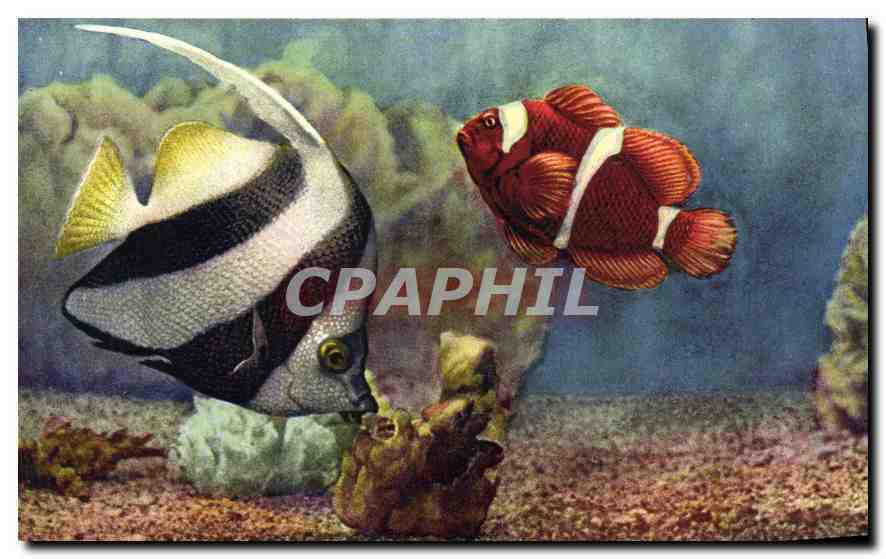 CPA Aquarium de Monaco Cliche Trabut Propriete exclusive du Musee Oceanographique Heniochus Macrolep