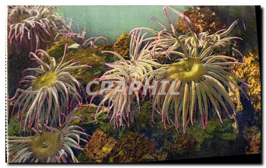 Sea Anemones — Anemonie Sulcata — S.I.C.A., 98, St-Lambert Avenue - NICE