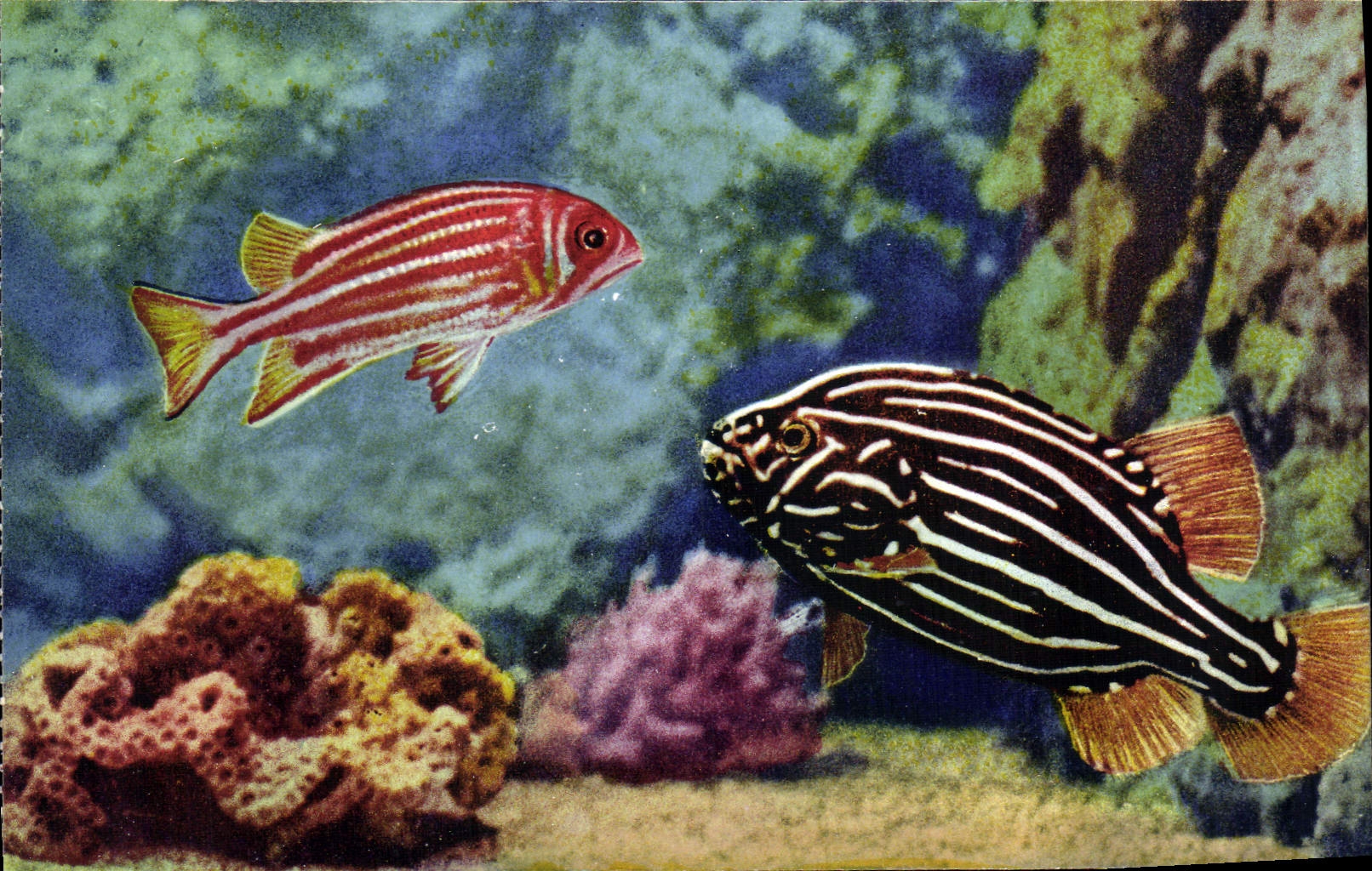 CPA Aquarium de Monaco Cliche Trabut Propriete exclusive du Musee Oceanographique Gramistes esp et H