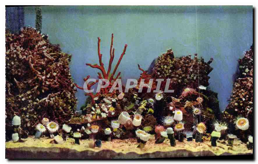 CPA Aquarium de Monaco Cliche Barba Propriete exclusive du Musee Oceanographique Les Coralliaires Po