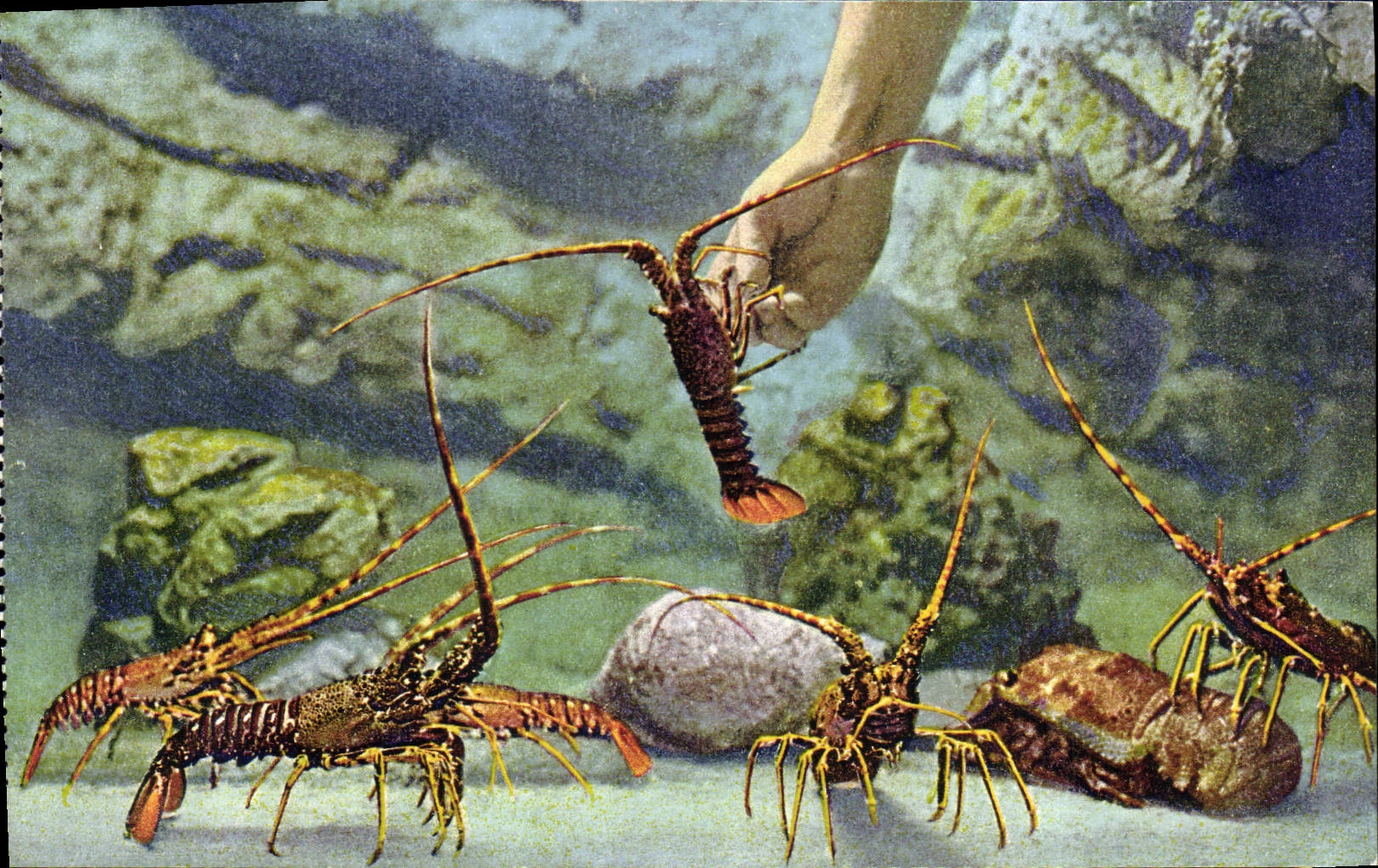 Aquarium de Monaco — Spiny Lobster — Cliché Barba, N°1