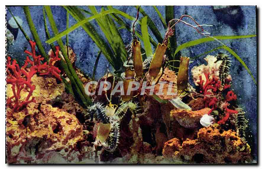 CPA Aquarium de Monaco Cliche Trabut Propriete exclusive du Musee Oceanographique Hippocampus Guttul