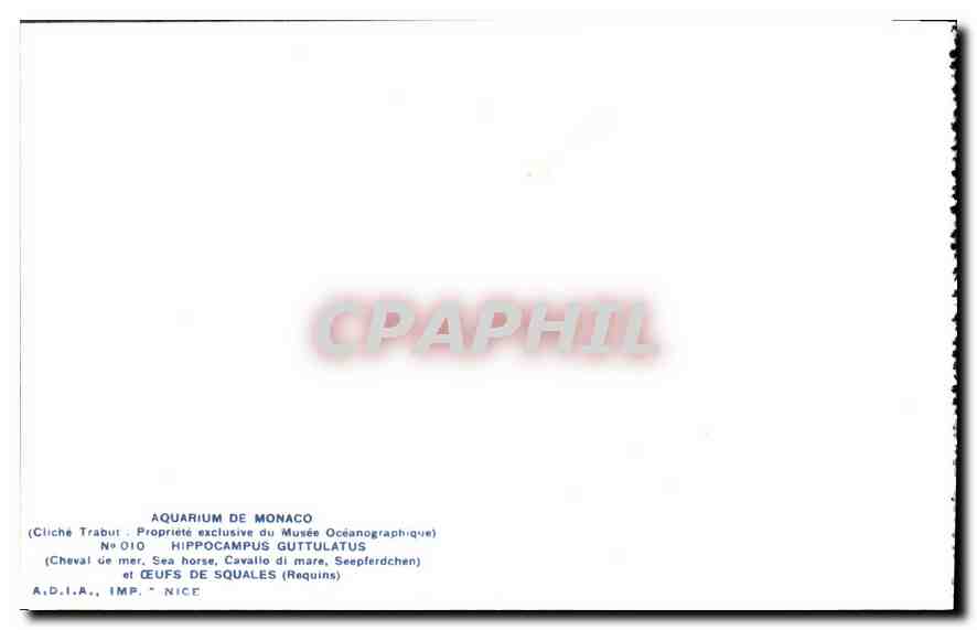 CPA Aquarium de Monaco Cliche Trabut Propriete exclusive du Musee Oceanographique Hippocampus Guttul — Rückseite