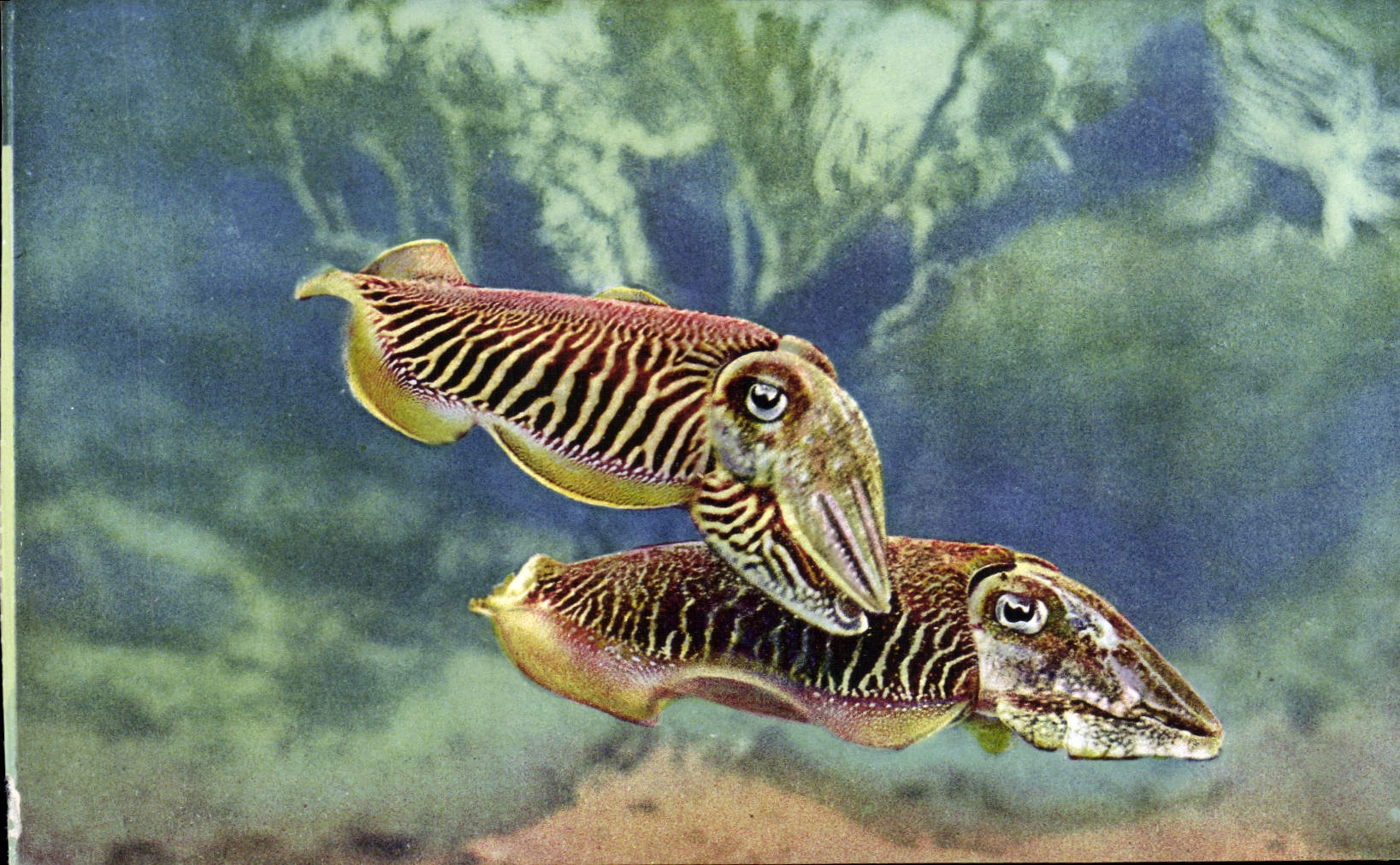 CPA Aquarium de Monaco Cliche Barba Propriete exclusive du Musee Oceanographique Sepia Officinalis S