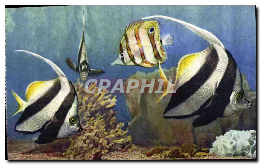 Poissons-papillons — Aquarium de Monaco — S.I.C.A. - 98, Av. St-Lambert - NICE