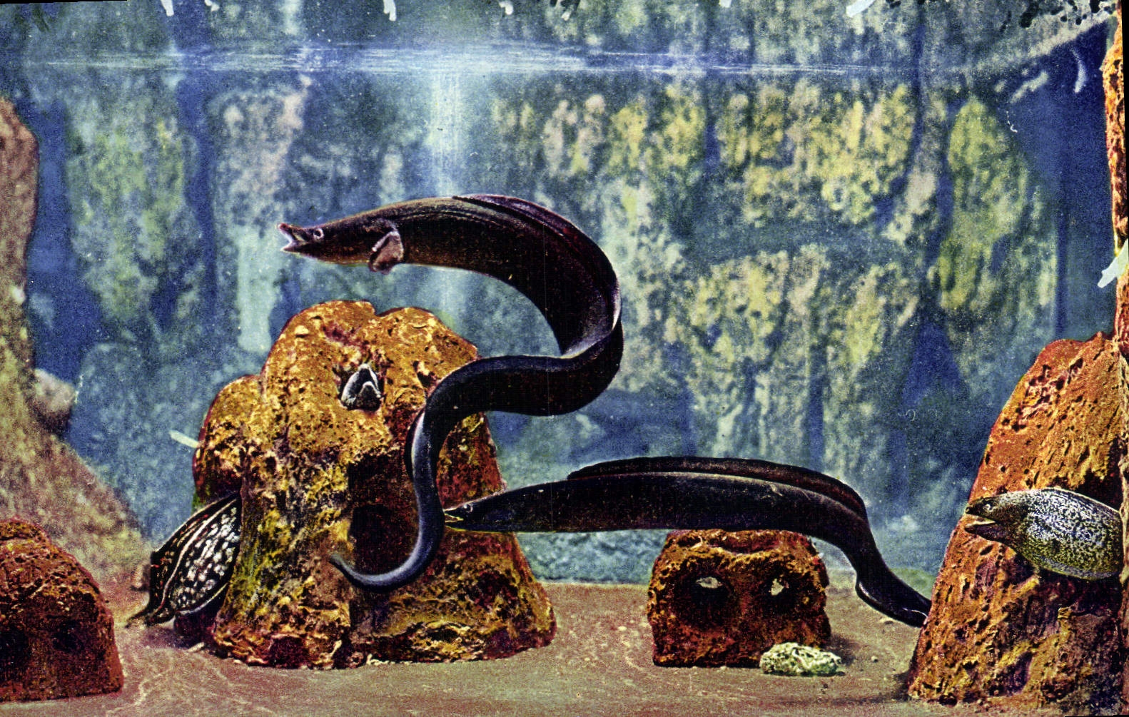 CPA Aquarium de Monaco Cliche Barba Propriete exclusive du Musee Oceanographique Conger Vulgaris Mur