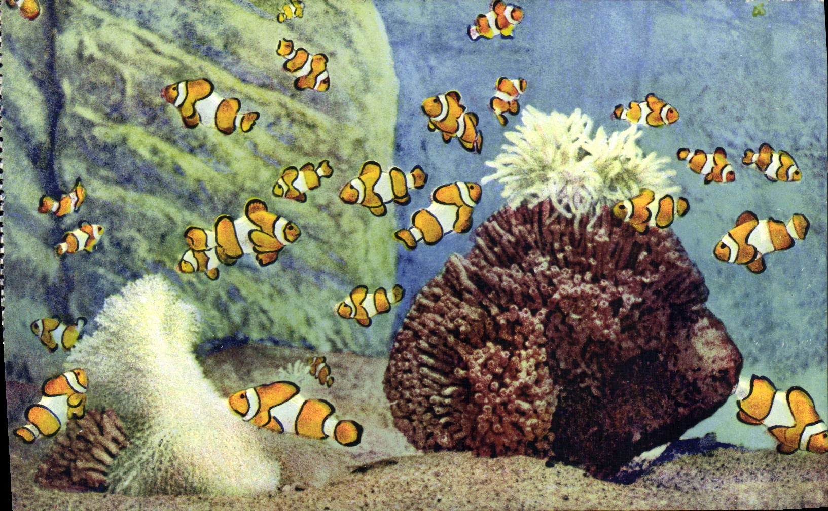 Aquarium de Monaco — Amphiprion Percula — S.I.C.A. Av. St-Lambert, Nice