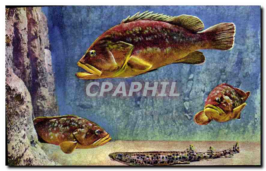 CPA Aquarium de Monaco Cliche Barba Propriete exclusive du Musee Oceanographique Scyllium Roussette 